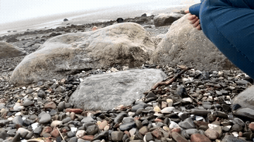 Fat Pussy Fupa Outdoor Pee GIF